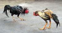 Fight chicken © GREASE