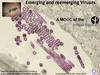 Emerging and re-emerging viruses © Pasteur Institut
