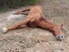 Korat - famous horse dies © Matichonweekly, Thailand